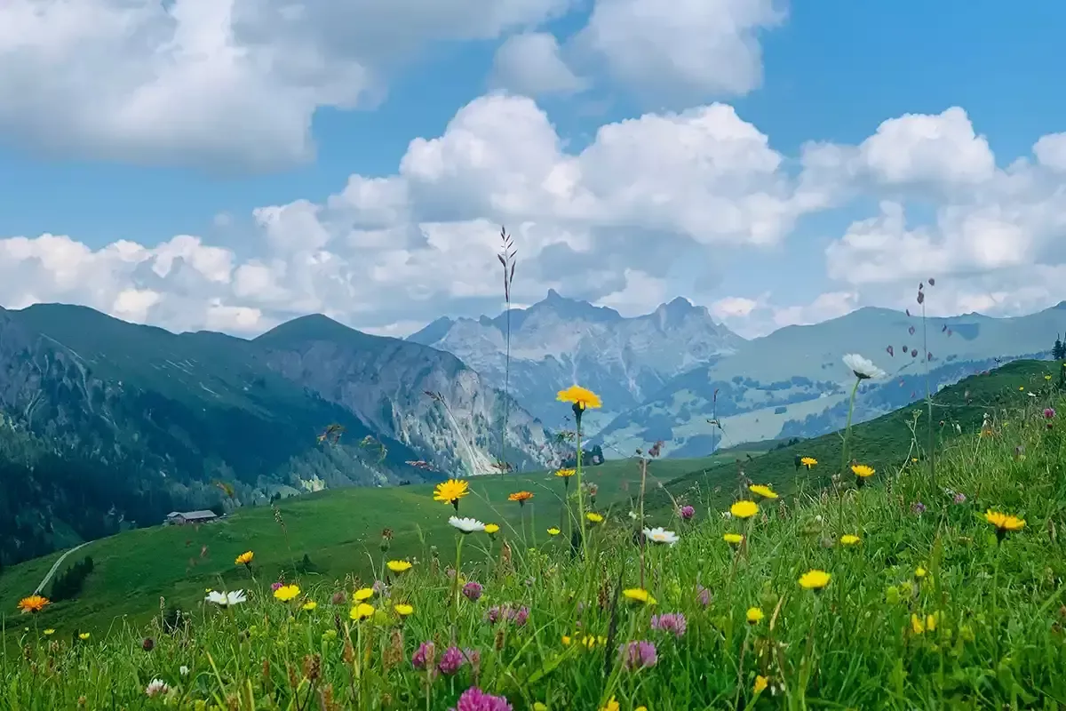 Lenk nature